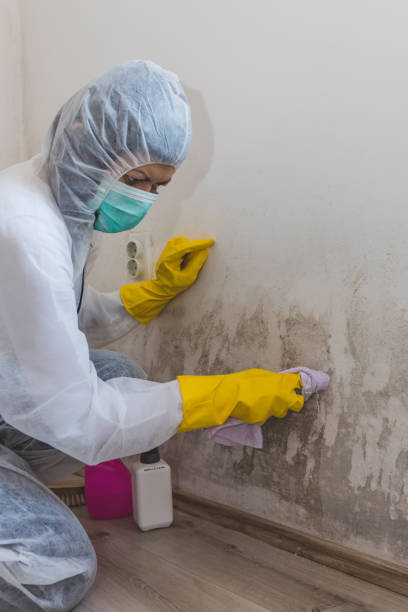 Best Environmental Consulting for Mold Prevention  in Strawberry, CA